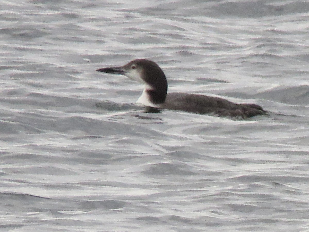 Common Loon - ML643709298
