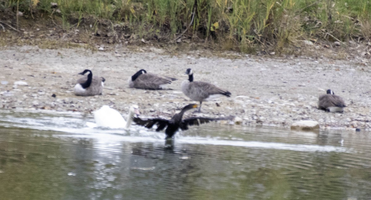 kormorán ušatý - ML643709299