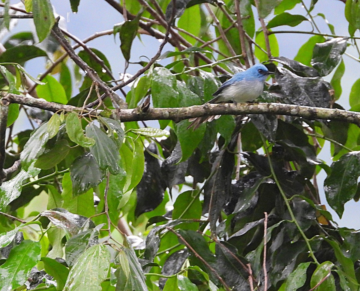 White-tailed Blue Flycatcher - ML643709300
