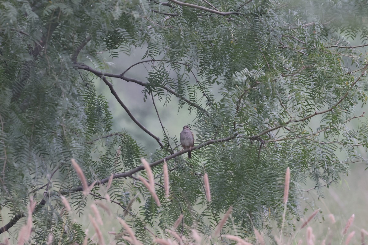 Cassin's Sparrow - ML643709305