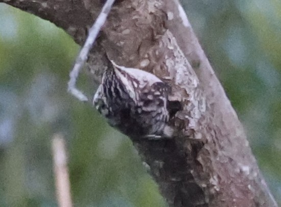 Brown Creeper - ML643709306