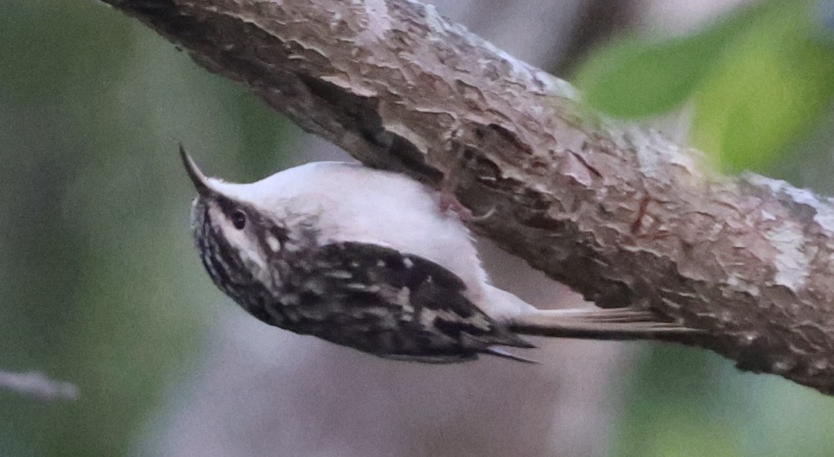 Brown Creeper - ML643709307