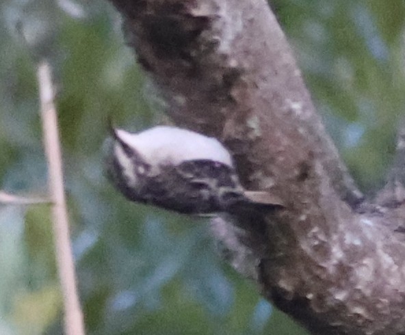 Brown Creeper - ML643709308