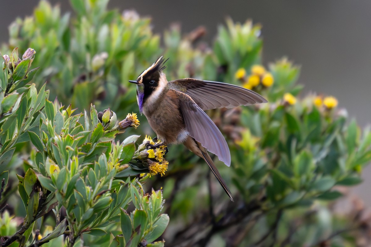 Buffy Helmetcrest - ML643709310