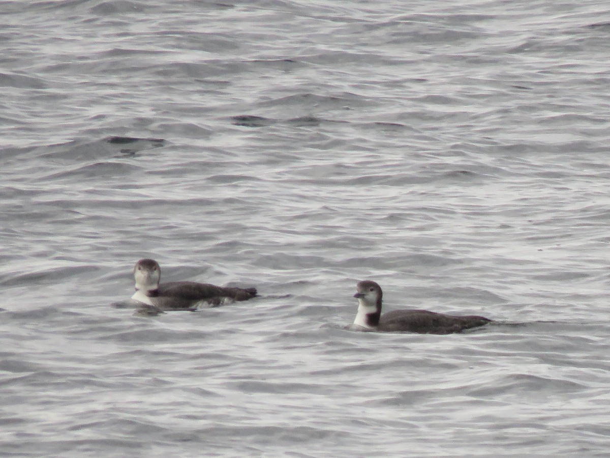 Common Loon - ML643709312
