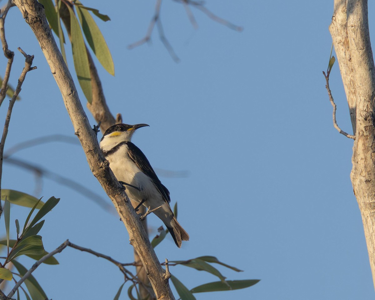 Banded Honeyeater - ML643709324