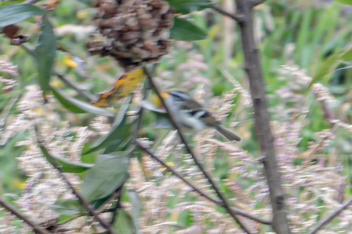 White-banded Tyrannulet - ML643709345