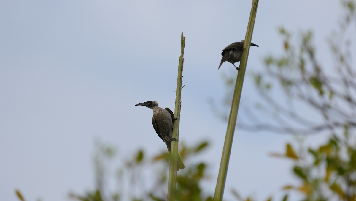 Helmeted Friarbird - ML643709372