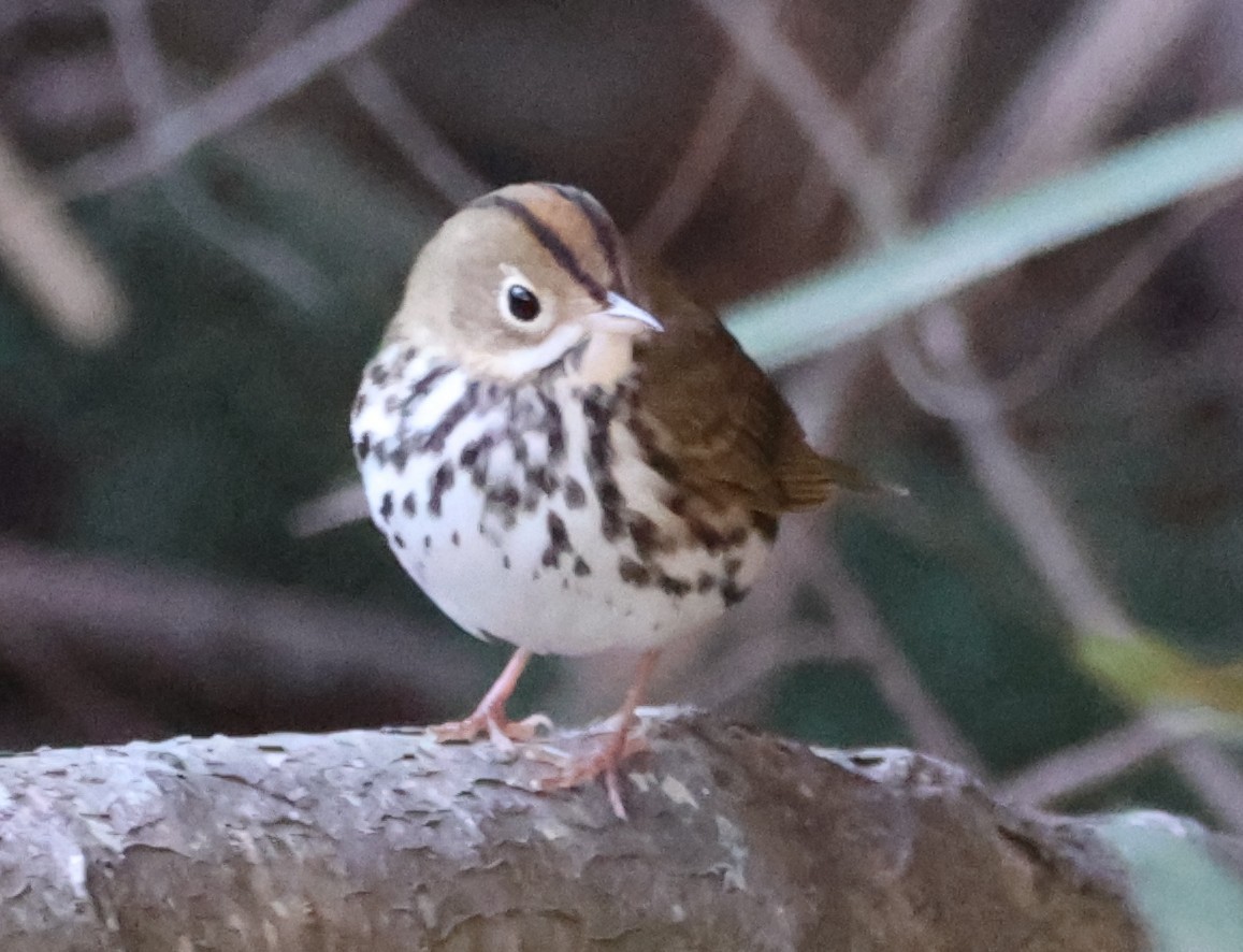 Ovenbird - ML643709378