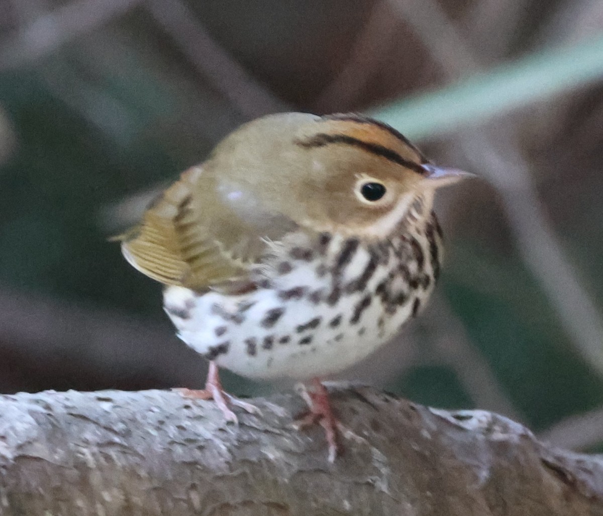 Ovenbird - ML643709379