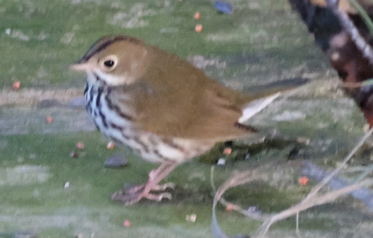 Ovenbird - ML643709380