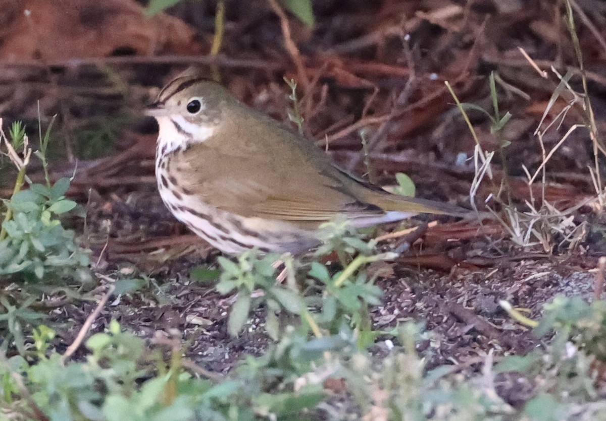 Ovenbird - ML643709381
