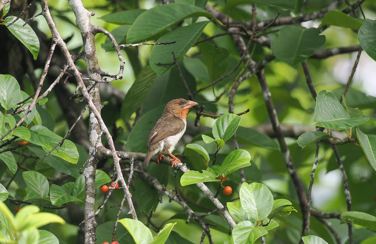 Brown Barbet - ML643709382