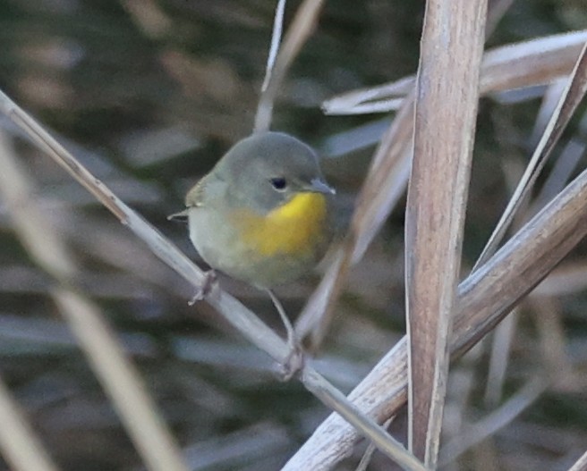 Common Yellowthroat - ML643709386