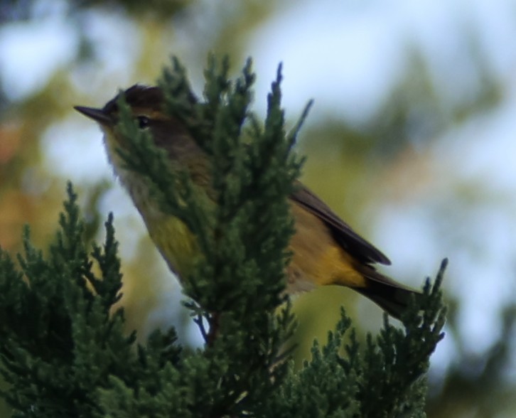 Palm Warbler - ML643709395