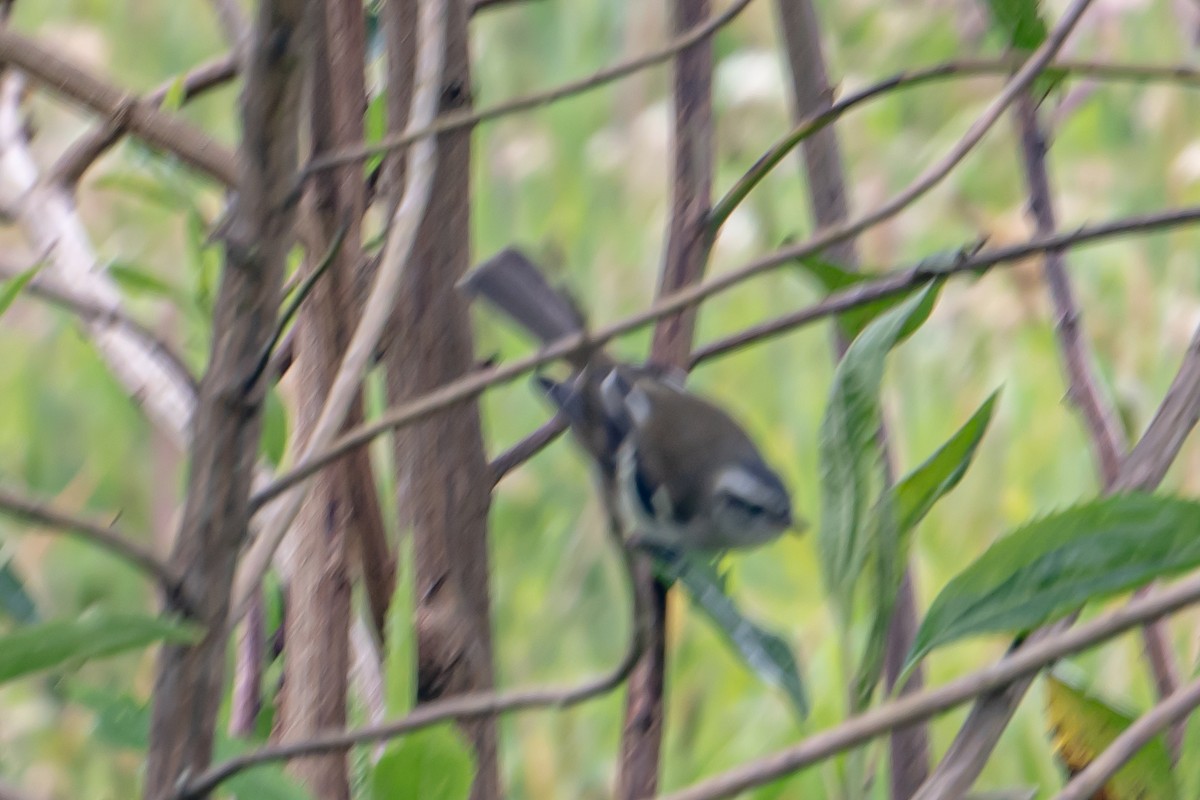 White-banded Tyrannulet - ML643709400
