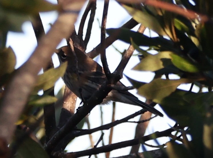 Yellow-rumped Warbler (Myrtle) - ML643709405