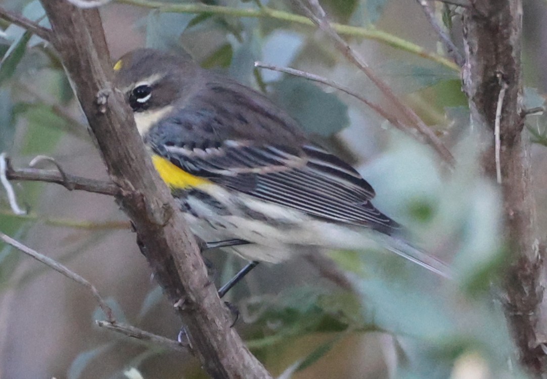 Yellow-rumped Warbler (Myrtle) - ML643709406