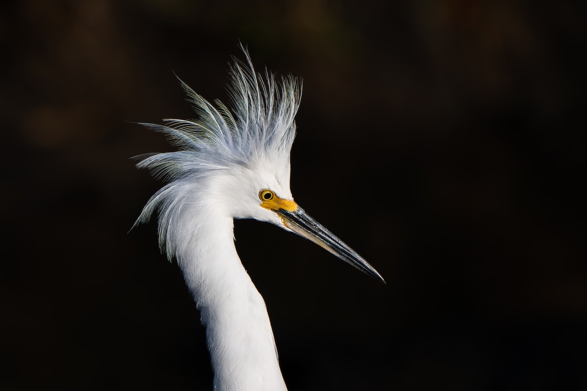 Snowy Egret - ML643709407