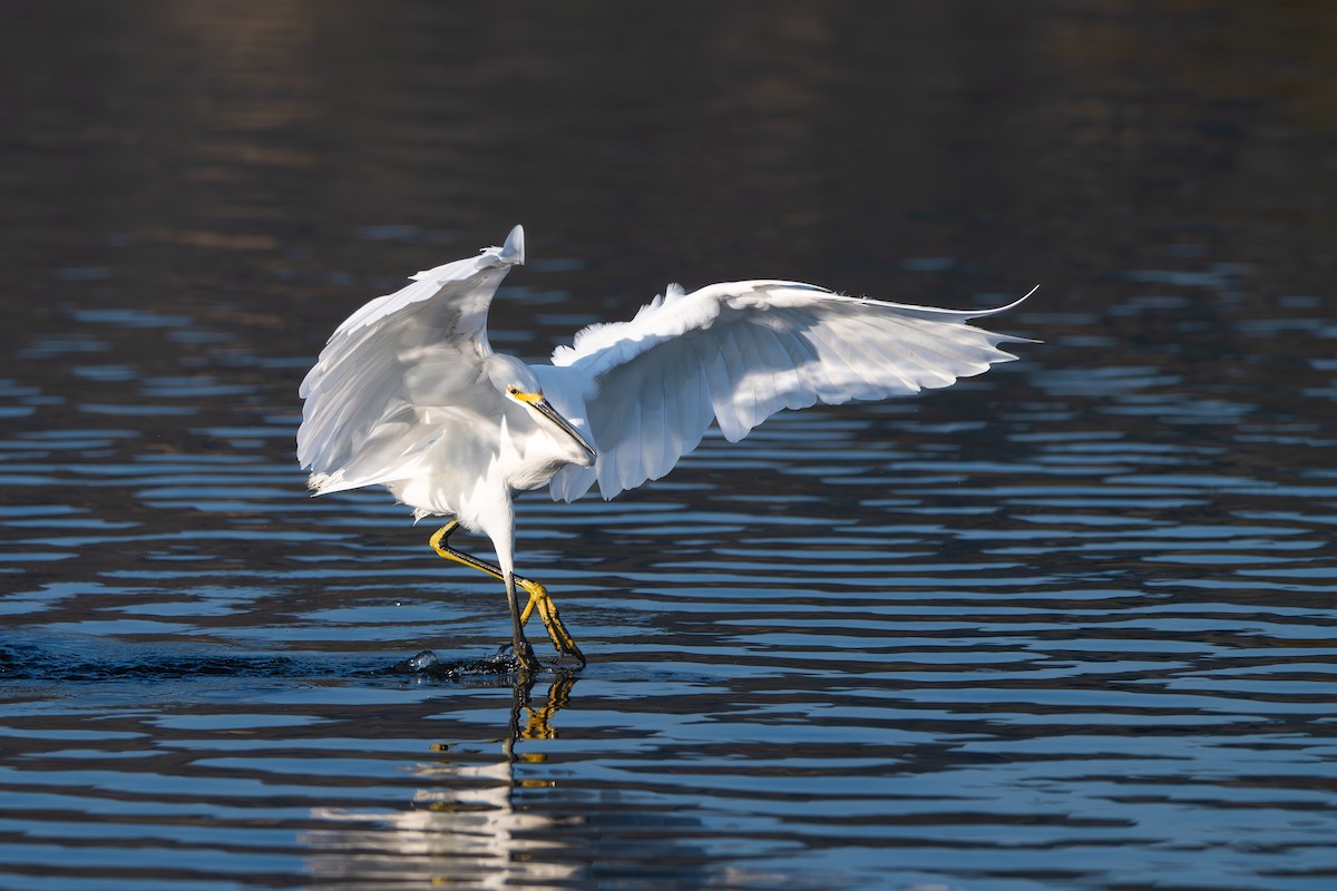 Snowy Egret - ML643709408