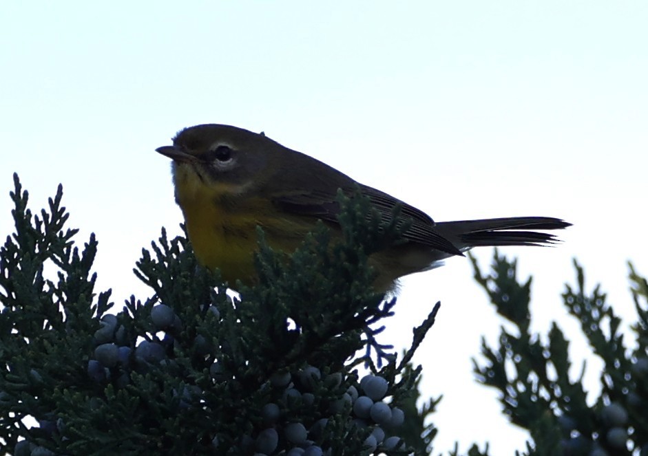 Prairie Warbler - ML643709432