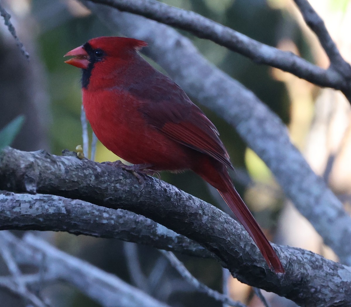 Northern Cardinal - ML643709444