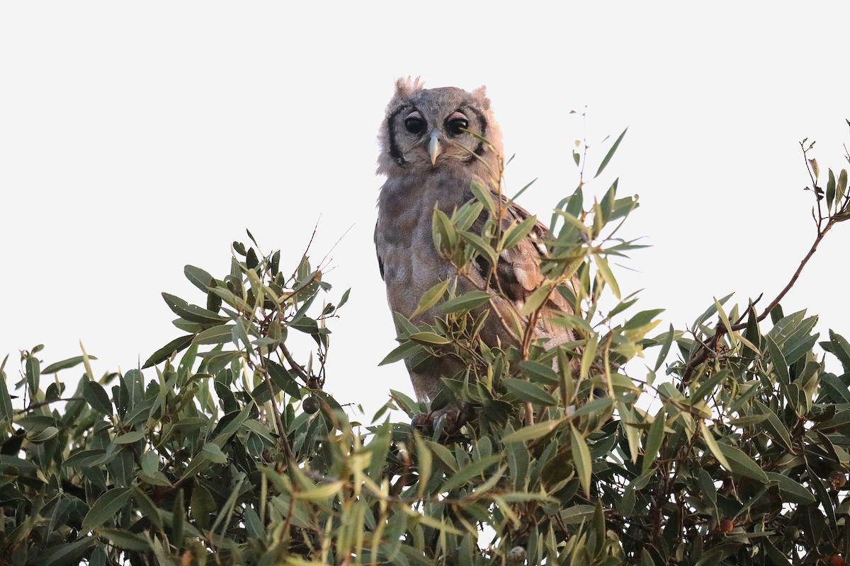Verreaux's Eagle-Owl - ML643709450