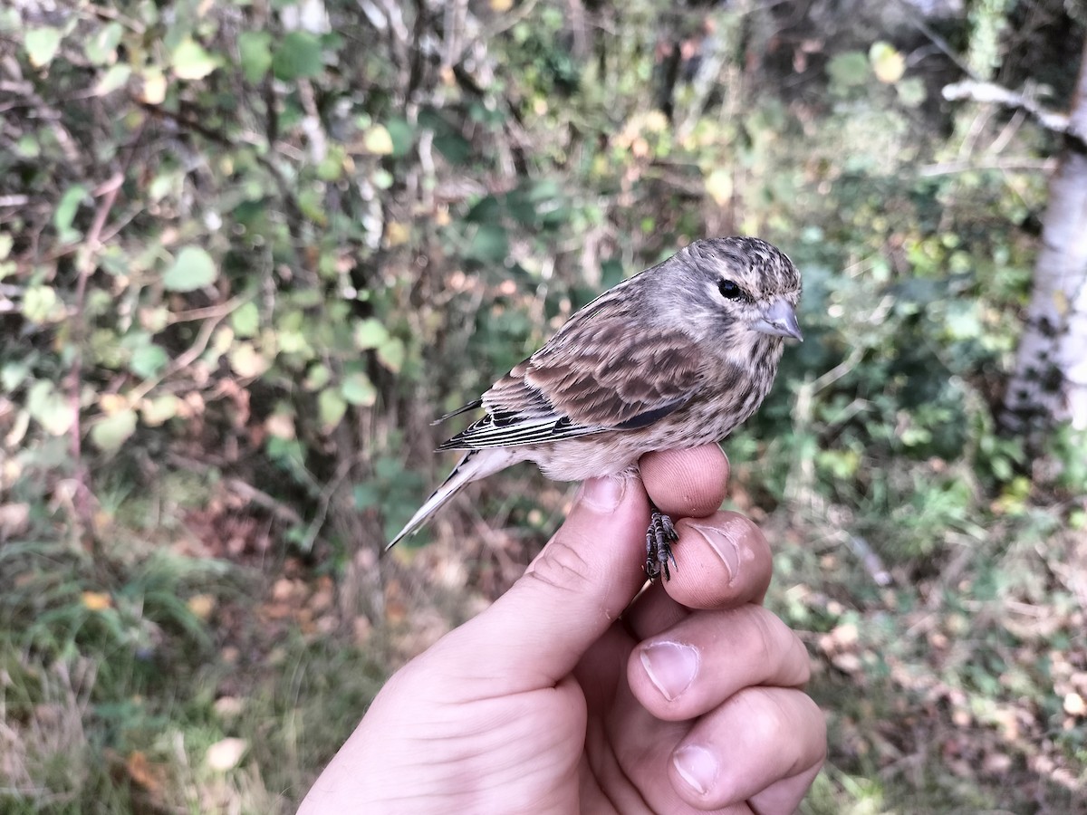 Eurasian Linnet - ML643709455