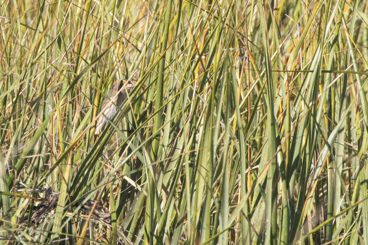 Nelson's Sparrow - ML643709461