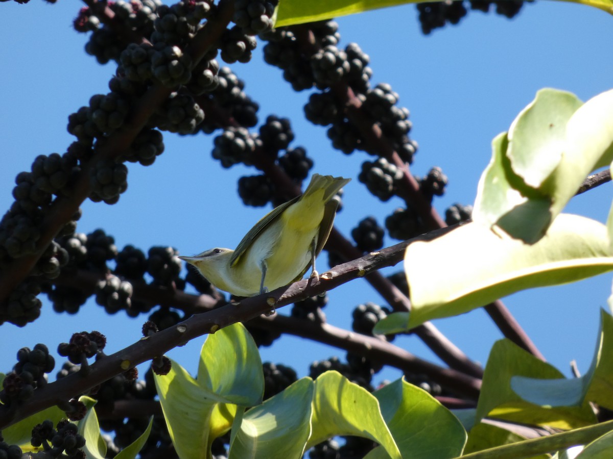 rødøyevireo - ML643709475