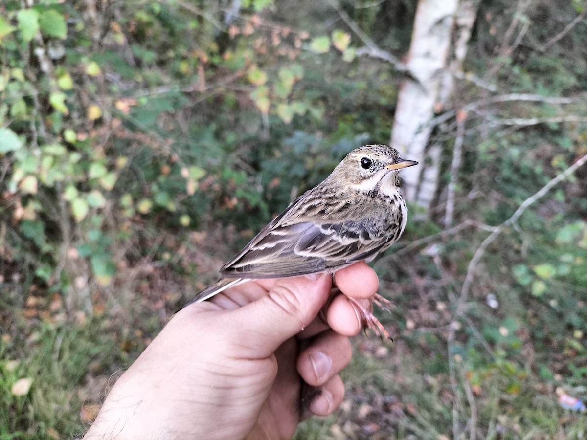 Meadow Pipit - ML643709476