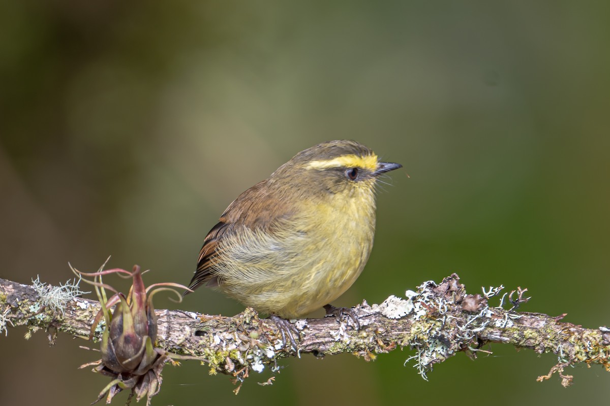 Yellow-bellied Chat-Tyrant - ML643709517