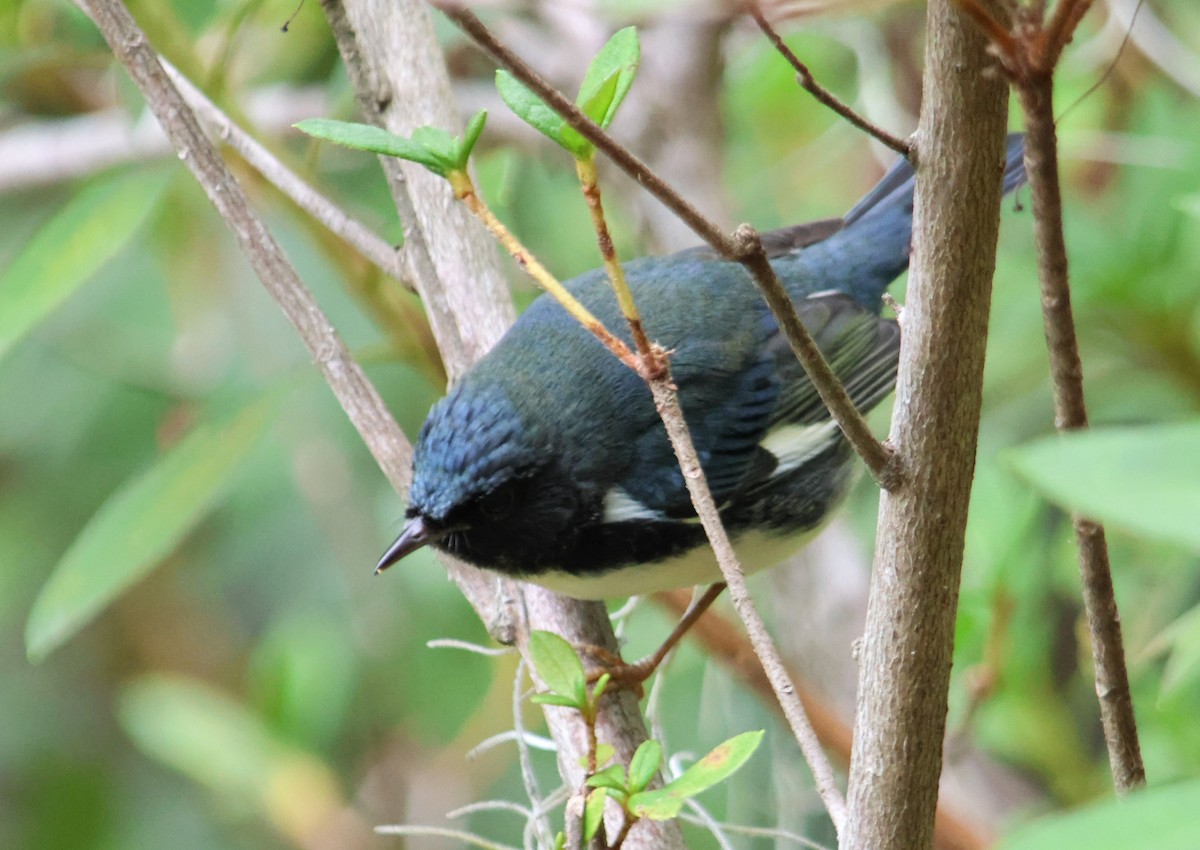 Paruline bleue - ML643709525