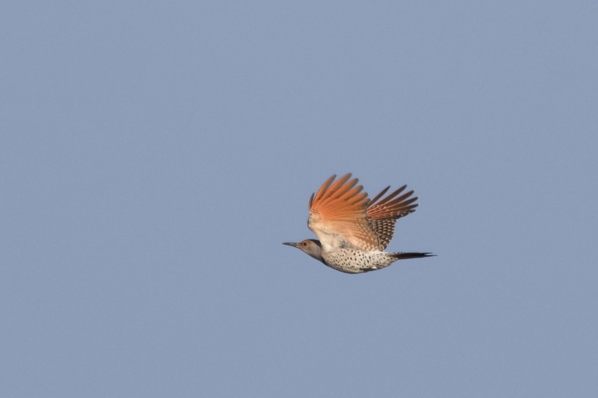 Northern Flicker (Red-shafted) - ML643709527