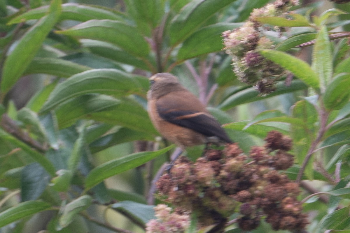 Brown-backed Chat-Tyrant - ML643709529