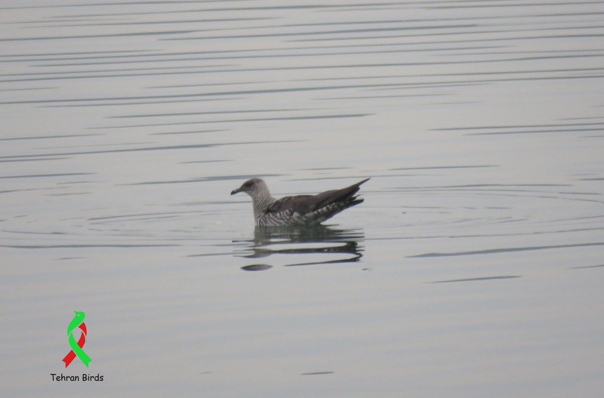 Parasitic Jaeger - ML643709533