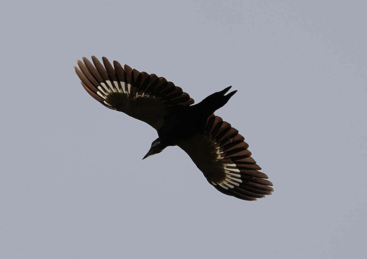 Pileated Woodpecker - ML643709534