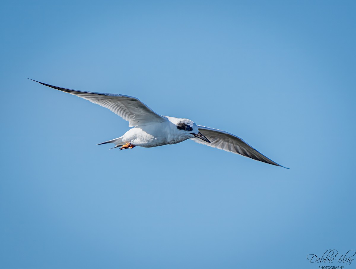 Forster's Tern - ML643709549