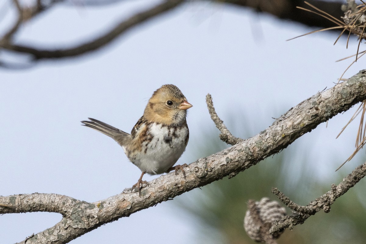 Бруант північний - ML643709553