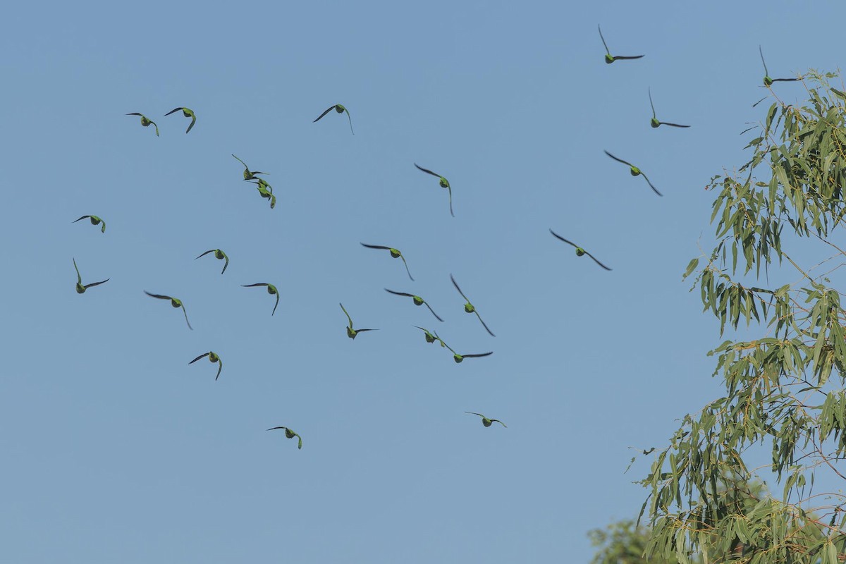 Varied Lorikeet - ML643709570