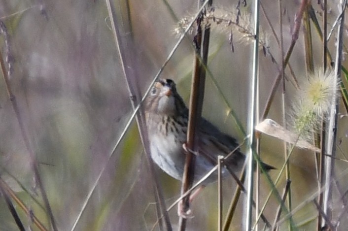 Henslow's Sparrow - ML643709571