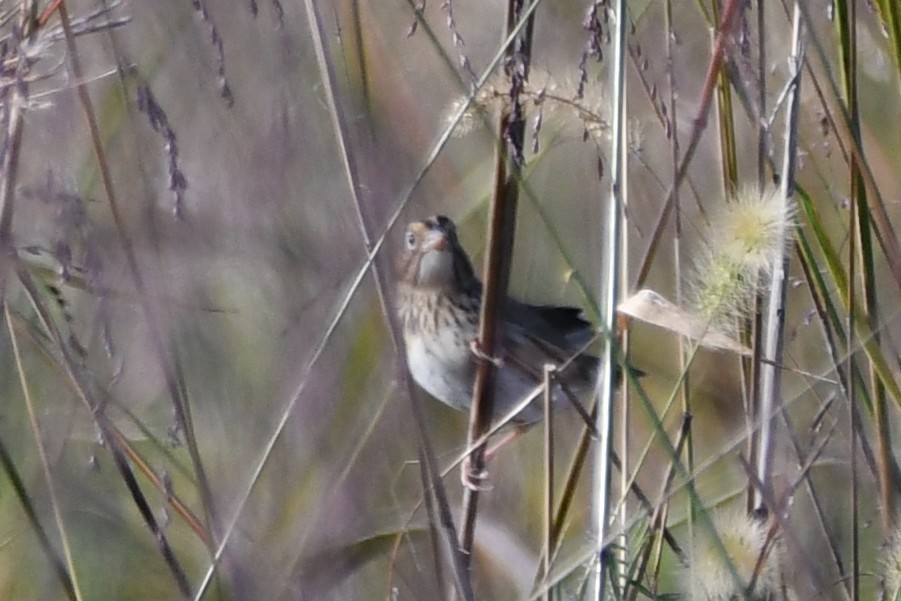 Henslow's Sparrow - ML643709572