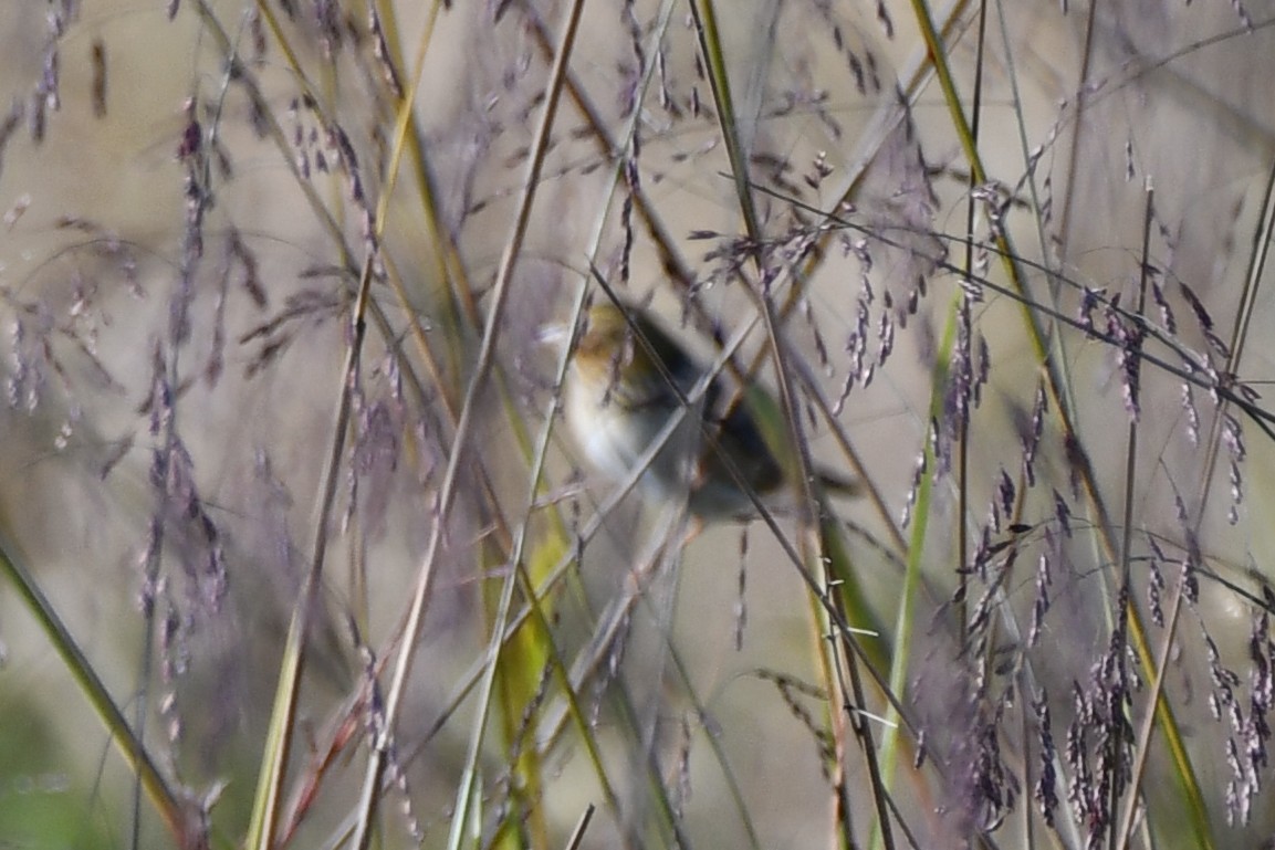 Henslow's Sparrow - ML643709573