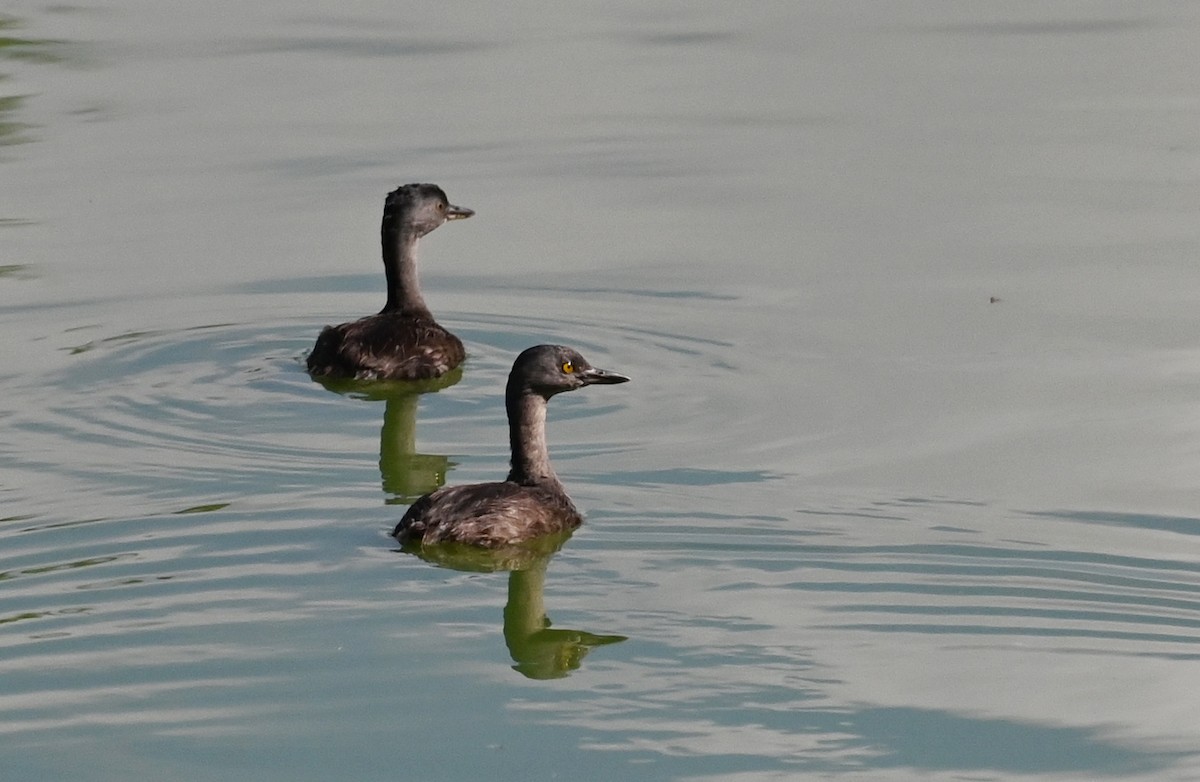 Least Grebe - ML643709585