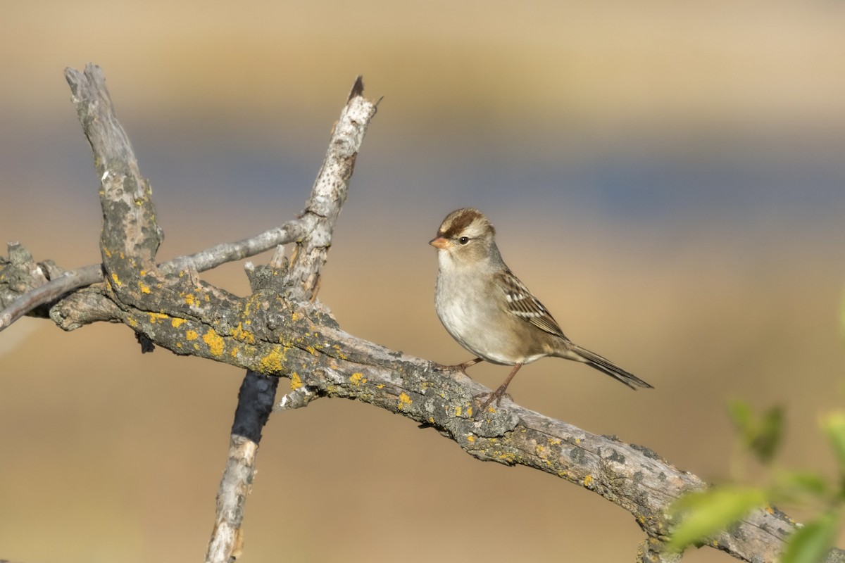 Бруант білобровий - ML643709586