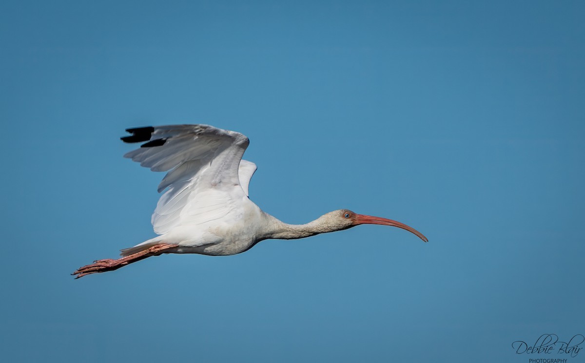 White Ibis - ML643709589