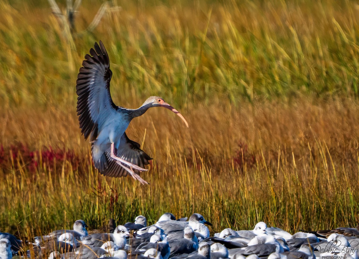 White Ibis - ML643709590