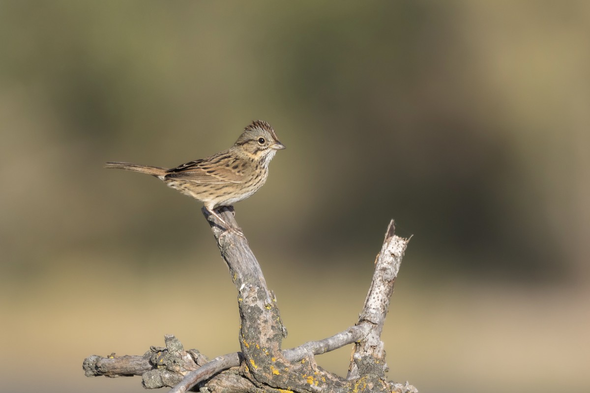 Пасовка вохриста - ML643709592