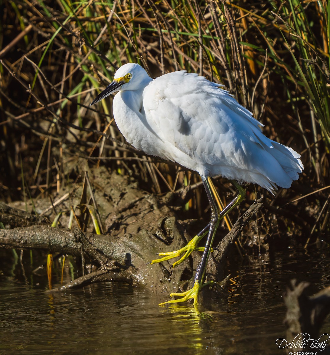 Snowy Egret - ML643709594