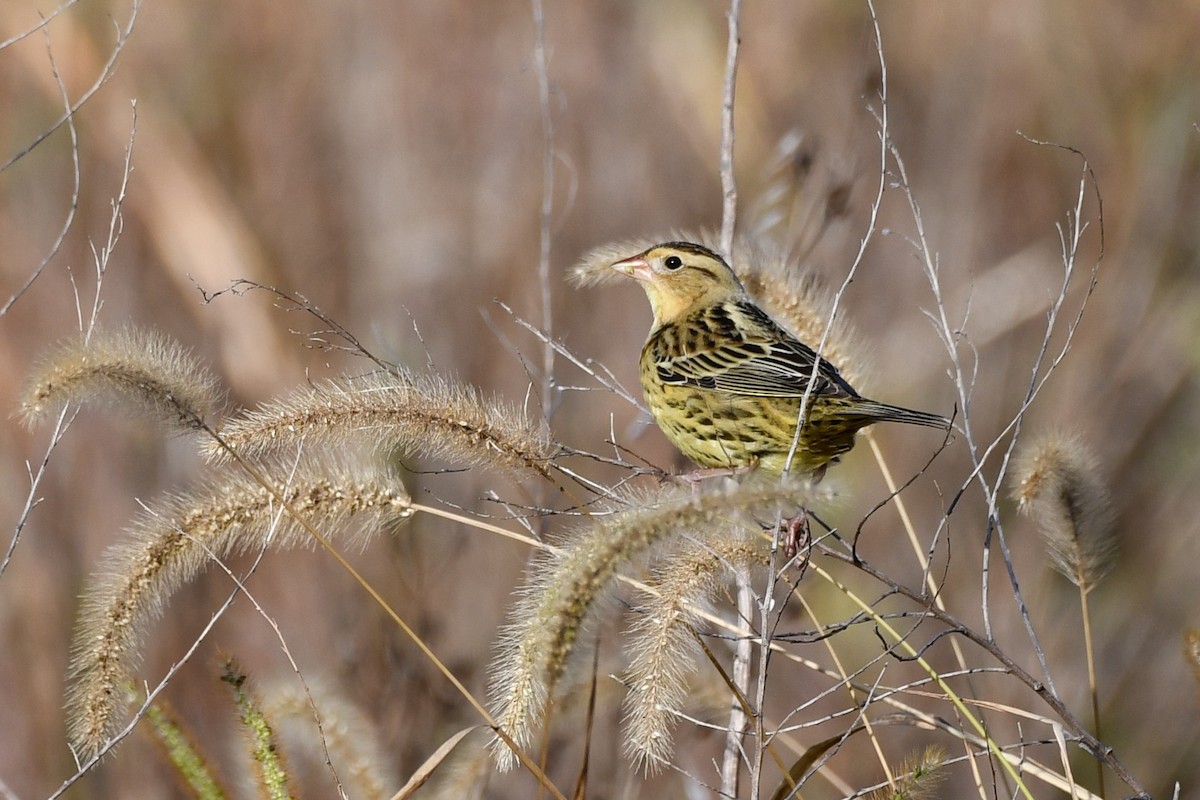 Bobolink - ML643709598